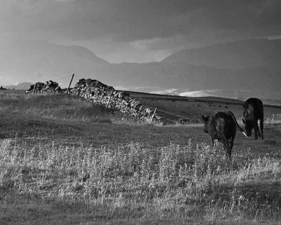 Grazing In The Shadow Of Coniston Fells - Ref: 6224