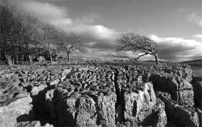 Limestone Pavement, Cumbria, Ref: 4878