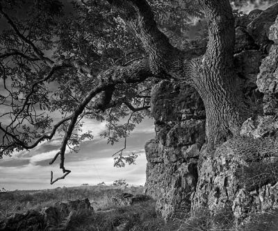 Ash Tree On Farelton Scar Ref: 0383