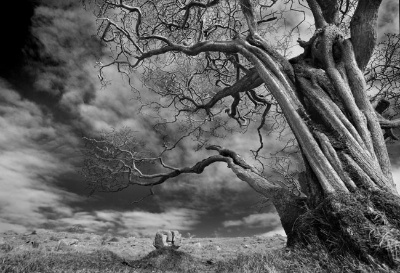 The Warlocks Tree, Cumbria - Ref: 9481