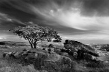 Limestone & Tree Landscape 2449