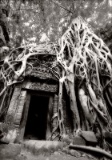 Ta Prohm Temple - Angkor, Cambodia