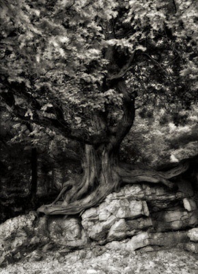 Tree & Limestone Study 