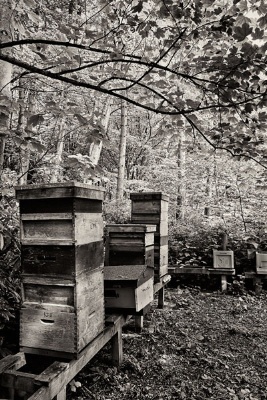 Bee Hives, Lytham Hall