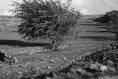 Tarnbrook Wyre Stream In Bowland. Lancashire - Ref: 1304