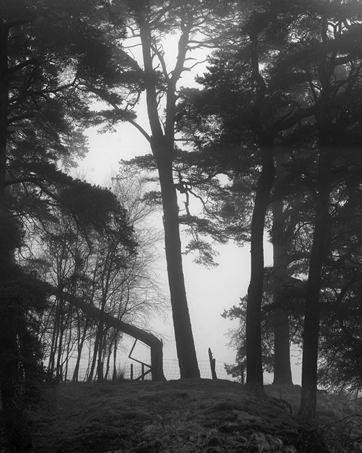 Pythagoras tree, Blaze Moss