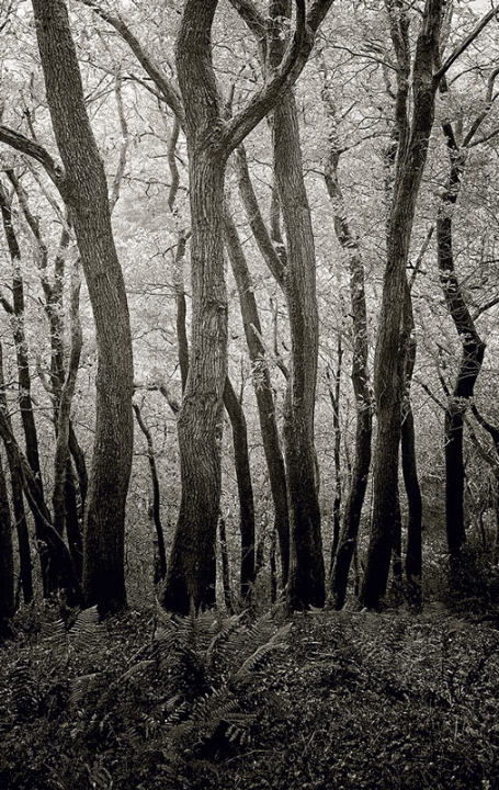 Outhwaite Wood, Roeburndale