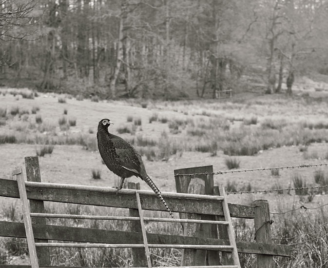 Woodland near Birkett