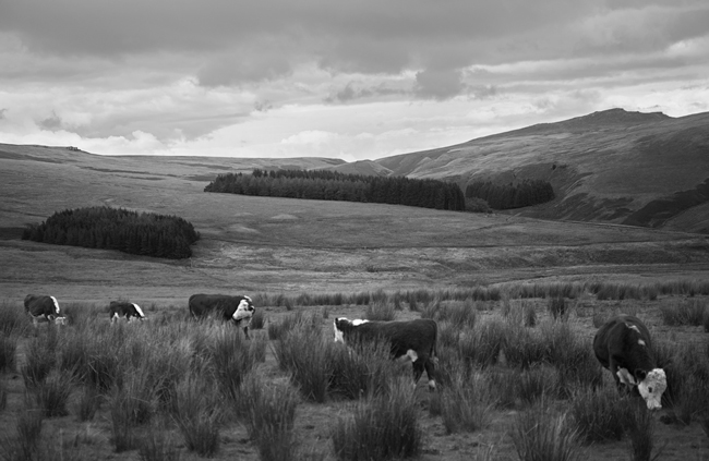 Catlow Fell, from above Cross of Greet Bridge