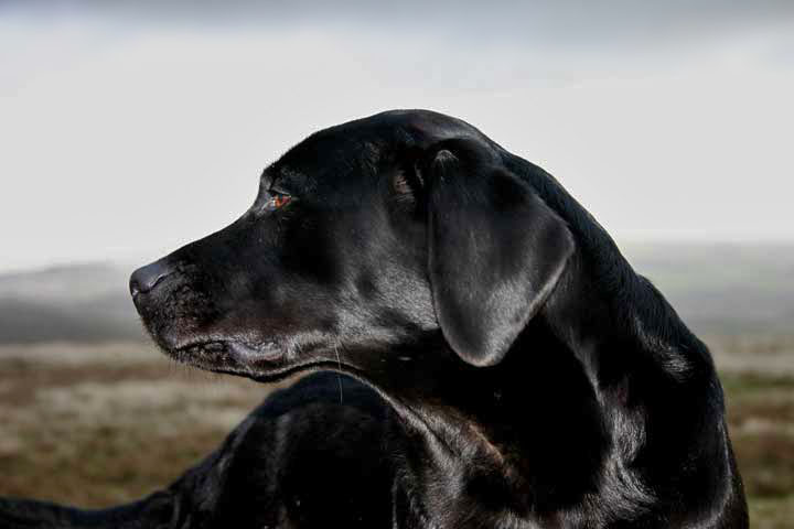 Bess