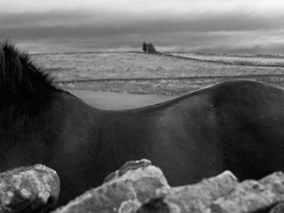 Equine Profile