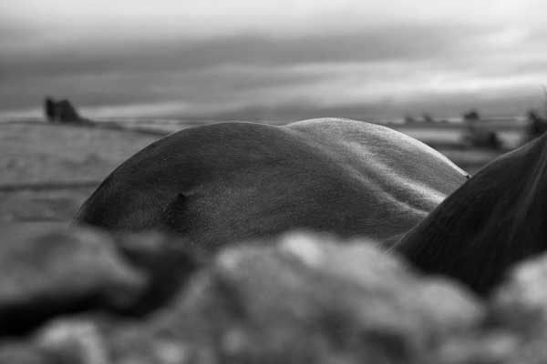 Equine Contours