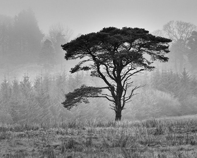 On the slopes of Longrodge Fell