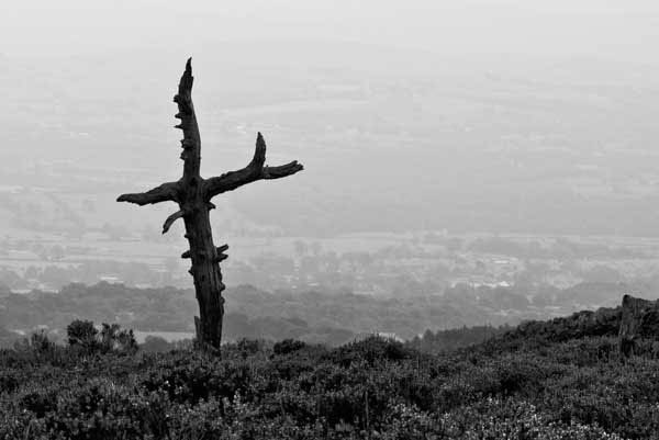 Forest Remnant, Longridge Fell