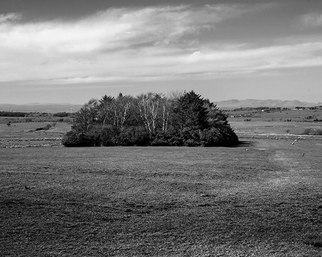 Copse, near Abbeystead