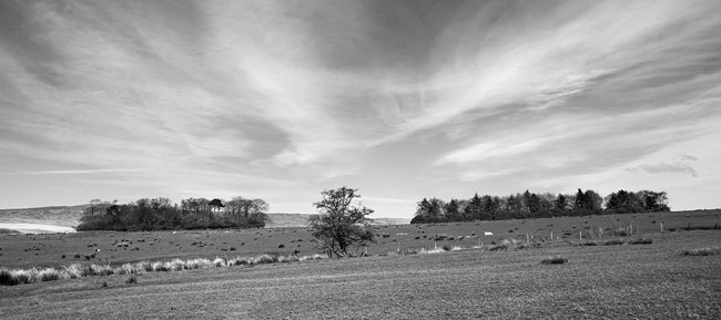 Copses near Halls, and distant Tarnbrook Fell