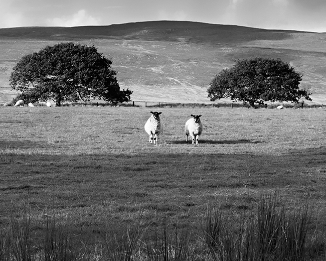 Abbeystead estate looking to Tarnbrook