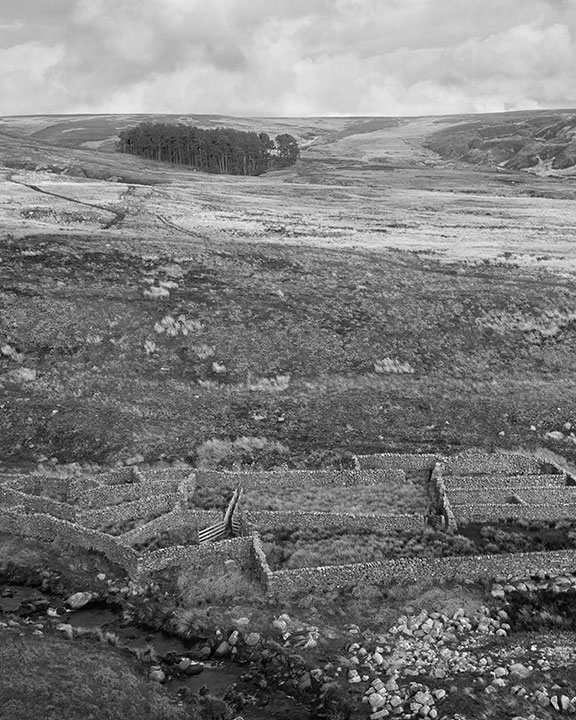 Sheep Enclosures near Tarnbrook, Bowland