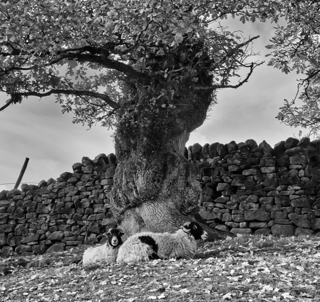 Autumn Oak, Birkett Farm, Bowland 