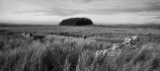DSC00178-pan.jpg