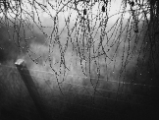 DSC03775-adj.jpg