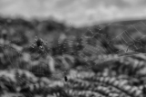 DSC04136-2.jpg