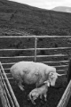 DSC06107-12x8.jpg