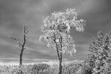 DSC06525-mon.jpg