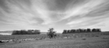 IMG_4529-pan.jpg