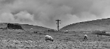 RIV00072-pan.jpg