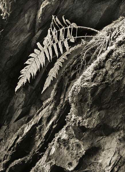 Fern Growing on Slate in Conniston