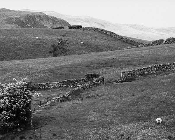 Summer Grazing, South Lakes, Cumbria - Ref: 5717