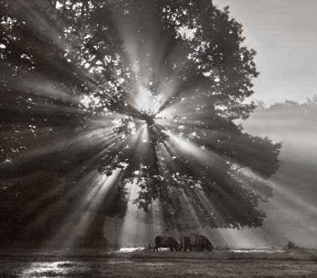 Morning Sunburst In Lakeland Ref 6658MON