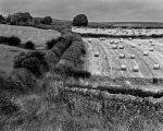IMG_0109-2-10x8.jpg