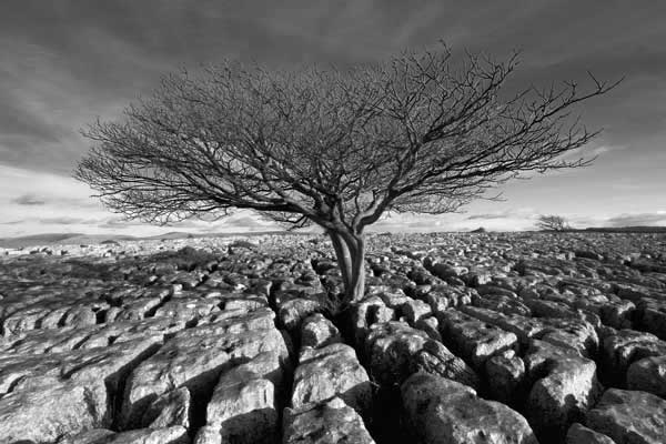 Limestone Pavement - Cumbria