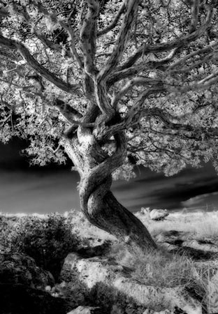 Twisted Hawethorne