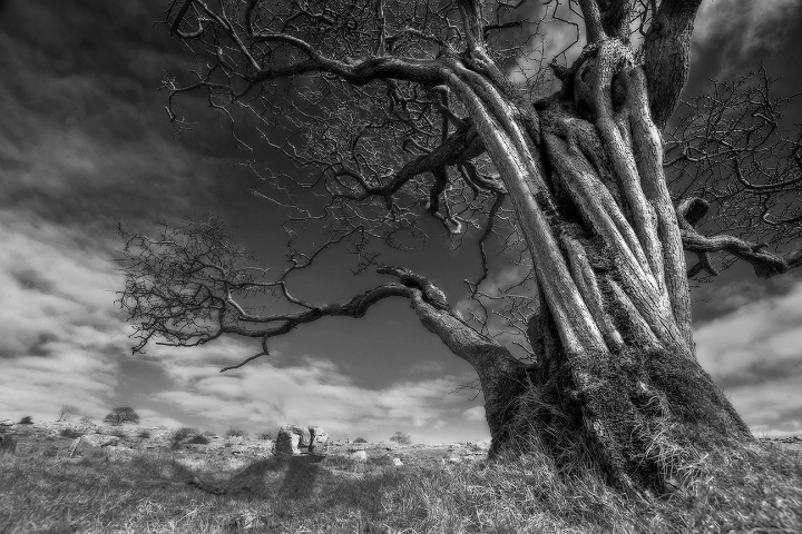 The Wizards Tree, Farleton