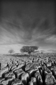 CRW_4921mon.jpg