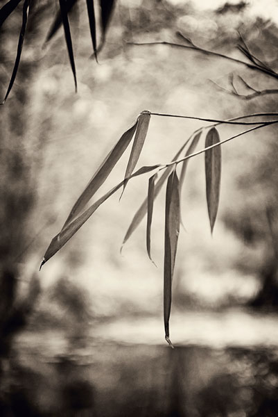 Bamboo Leaves