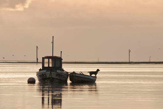 Lytham shrimpers dog Ref:3521