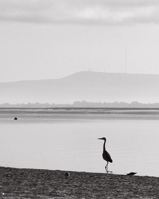 Eyeing A Catch, Lytham Estuary - Ref:3670