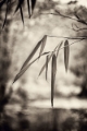 DSC00578.jpg