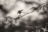 DSC00590.jpg