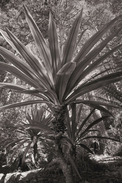 inverewe gardens