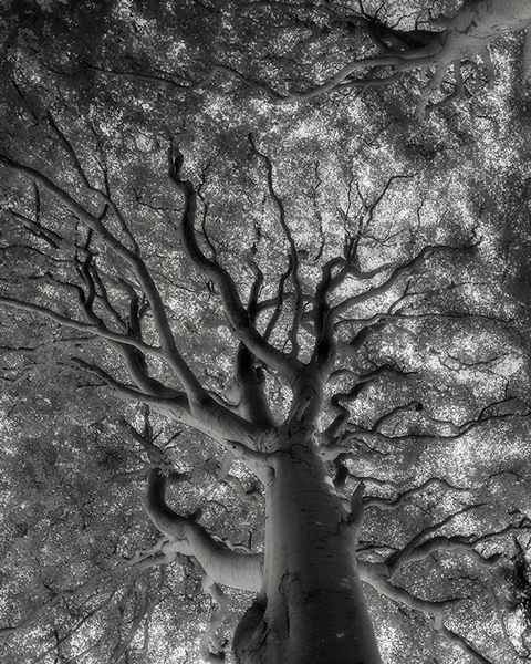 Scottish Woodland Canopy