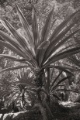 DSC01658-b.jpg