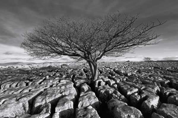 Limestone Pavement - Cumbria