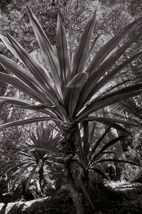 inverewe gardens