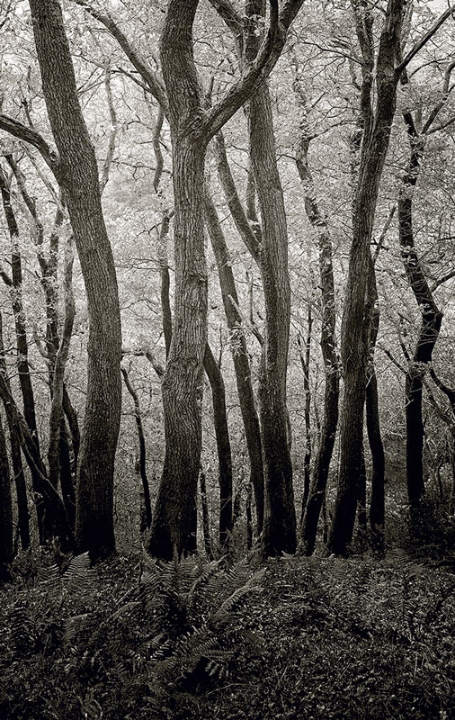 Outhwaite Wood, Roeburndale