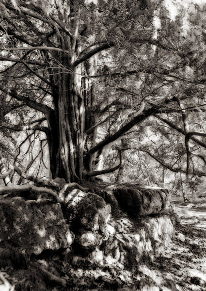 Yew Tree Nr Silverdale